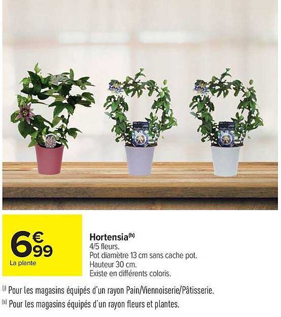 Hortensia