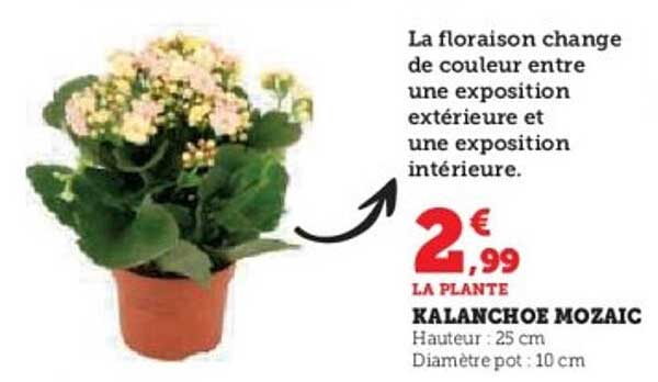 LA PLANTE KALANCHOE MOZAIC