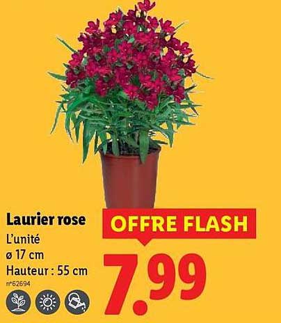 Laurier rose
