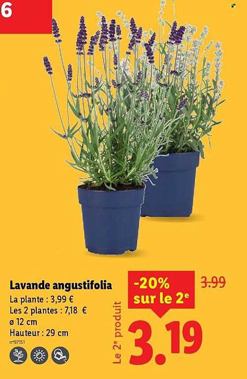 Lavande angustifolia