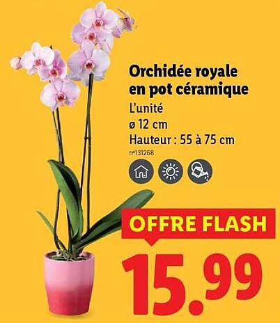 Orchidée royale en pot céramique