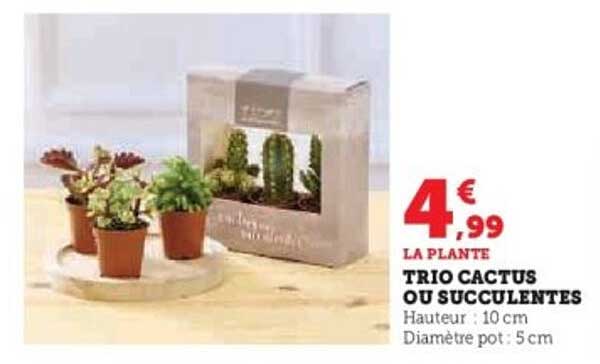 TRIO CACTUS OU SUCCULENTES