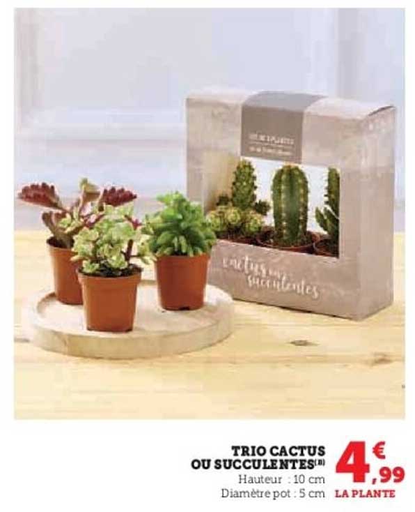 TRIO CACTUS OU SUCCULENTES