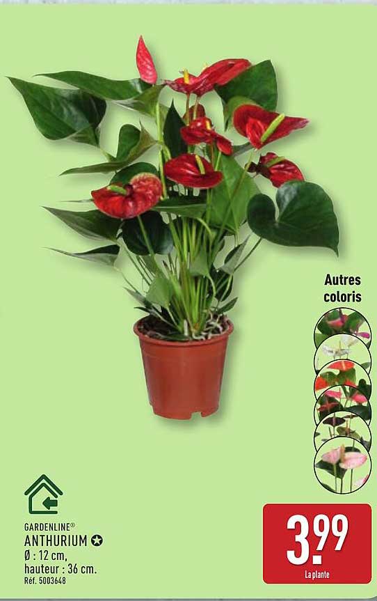ANTHURIUM