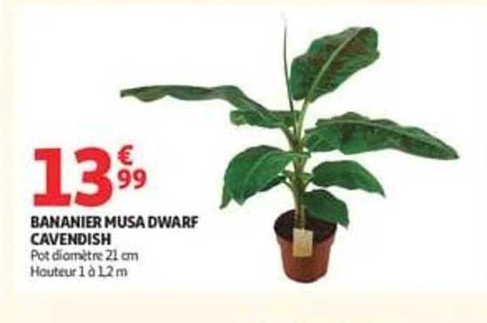 BANANIER MUSA DWARF CAVENDISH