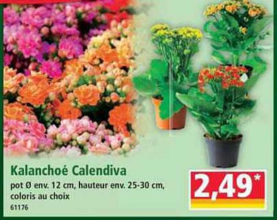 Kalanchoë Calandiva