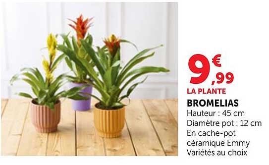 LA PLANTE BROMELIAS