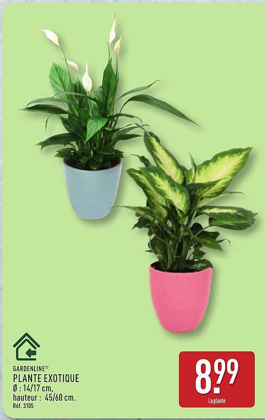PLANTE EXOTIQUE