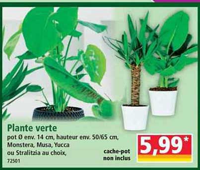 Plante verte