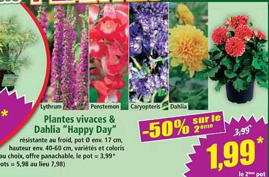 Plantes vivaces & Dahlia “Happy Day”