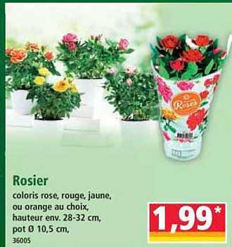 Rosier