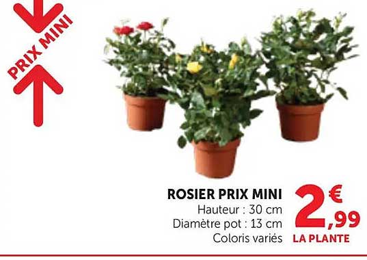ROSIER PRIX MINI