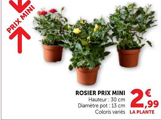 ROSIER PRIX MINI