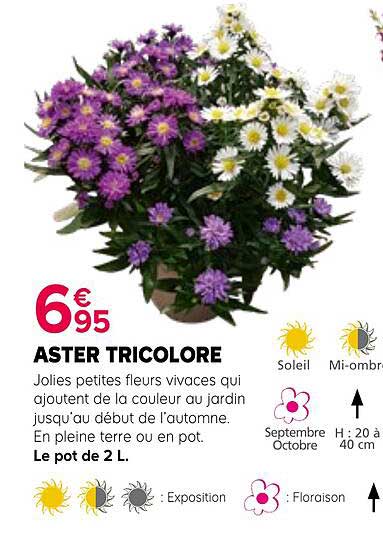 ASTER TRICOLORE