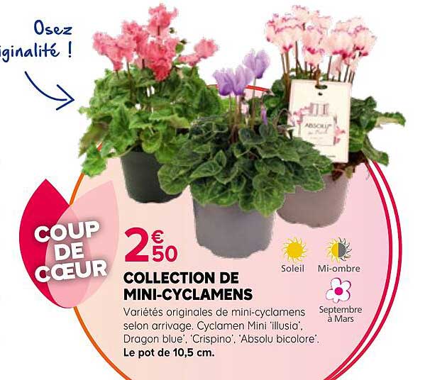 COLLECTION DE MINI-CYCLAMENS