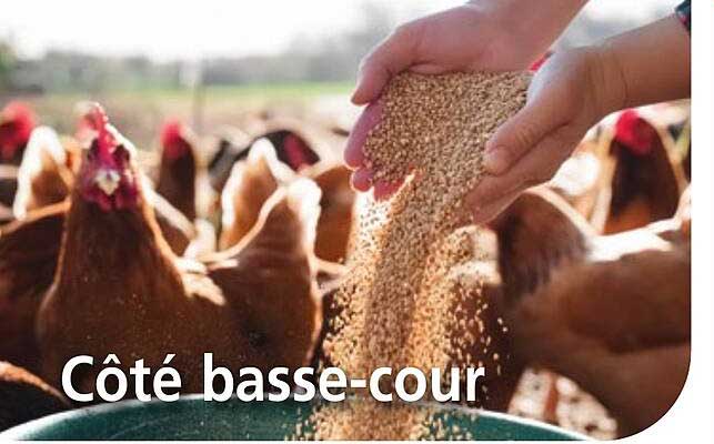 Côté basse-cour