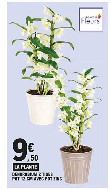 DENDROBIUM 2 TIGES POT 12 CM AVEC POT ZINC