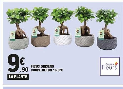FICUS GINSENG COUPE BETON 16 CM