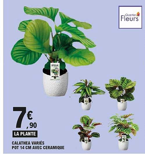 LA PLANTE