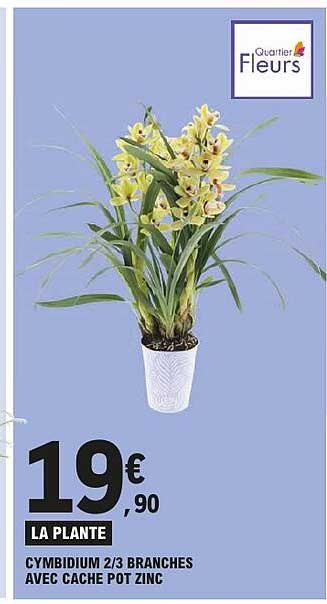 LA PLANTE CYMBIDIUM 2/3 BRANCHES AVEC CACHE POT ZINC