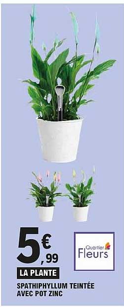 LA PLANTE SPATHIPHYLLUM TEINTÉE AVEC POT ZINC