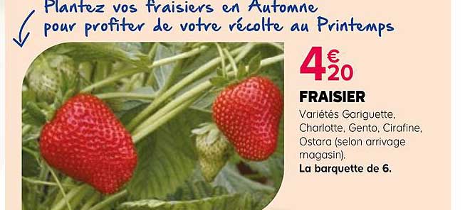 Plantez vos fraisiers en Automne pour profiter de votre récolte au Printemps