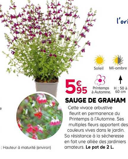 SAUGE DE GRAHAM