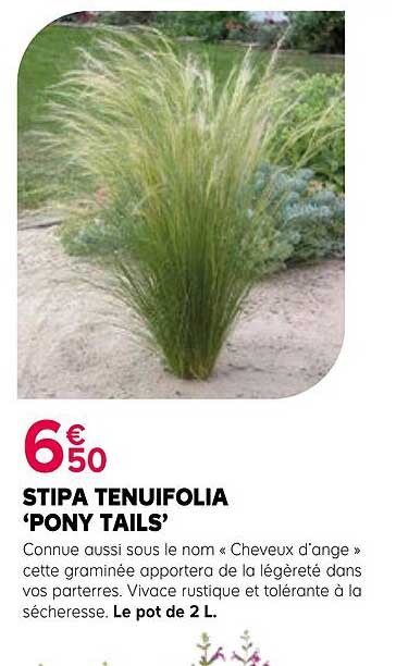 STIPA TENUIFOLIA 'PONY TAILS'