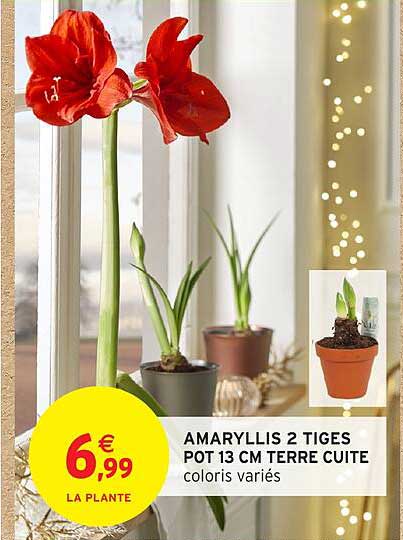 AMARYLLIS 2 TIGES POT 13 CM TERRE CUITE