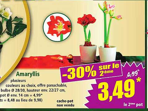 Amaryllis -30% sur le 2ème