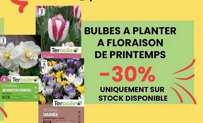 BULBES A PLANTER A FLORAISON DE PRINTEMPS