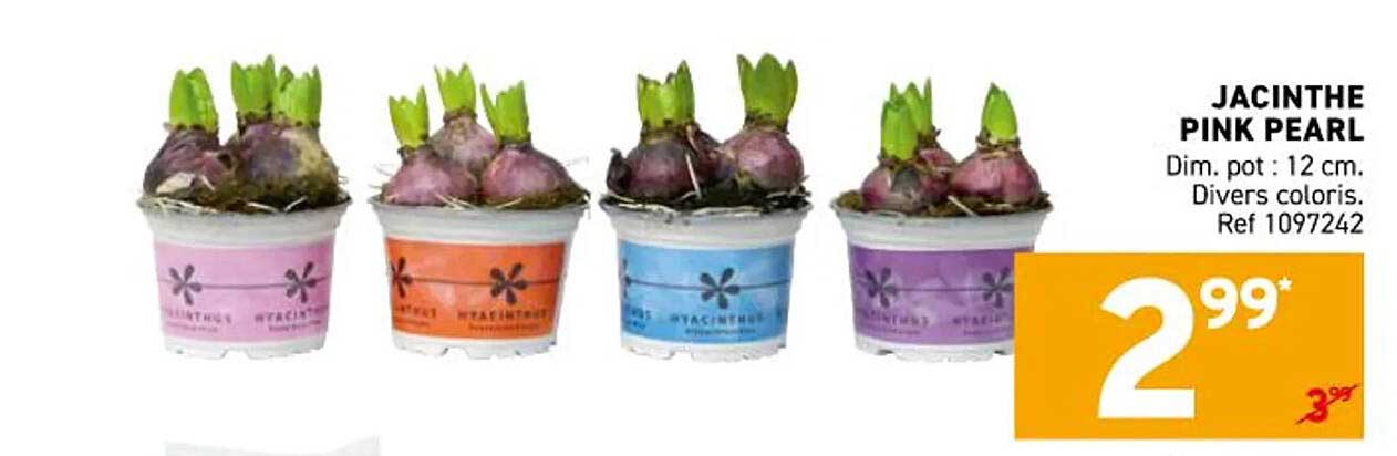 JACINTHE PINK PEARL