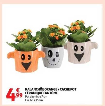 KALANCHÖE ORANGE + CACHE POT CÉRAMIQUE FANTÔME