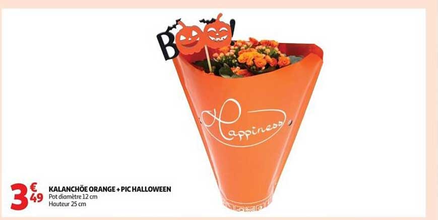 KALANCHÖE ORANGE + PIC HALLOWEEN