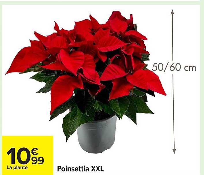 Poinsettia XXL